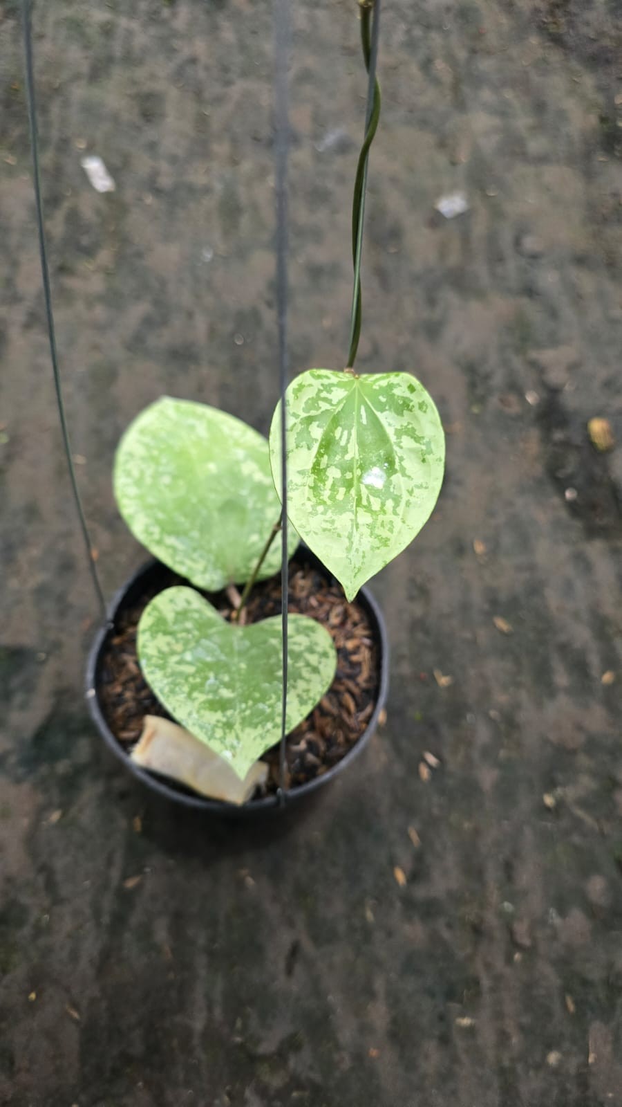 Real Picture Hoya Glabra Silver Splash Rare Plant