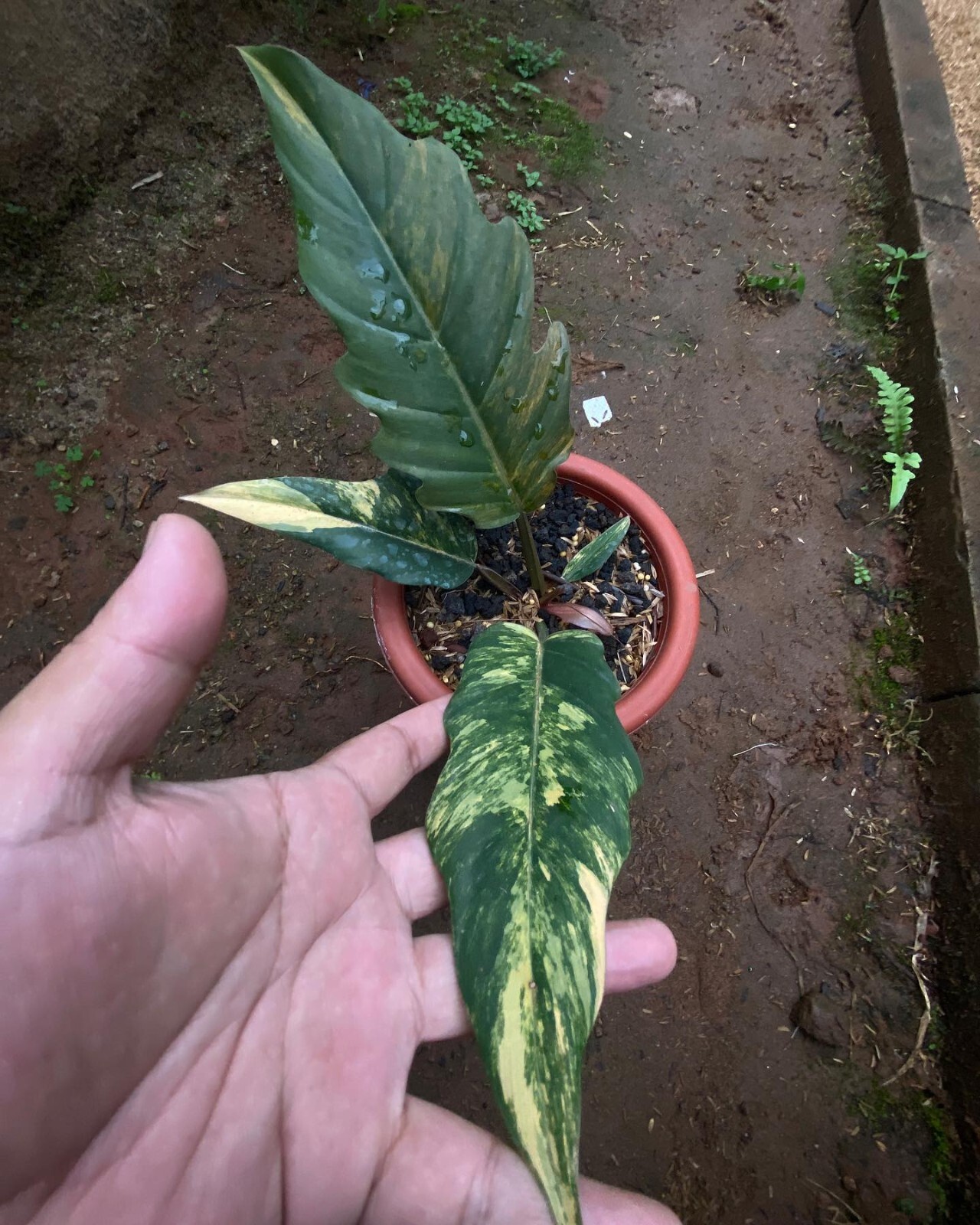 Philodendron Caramel Marble Variegated 1-2leaf + phitosanitary