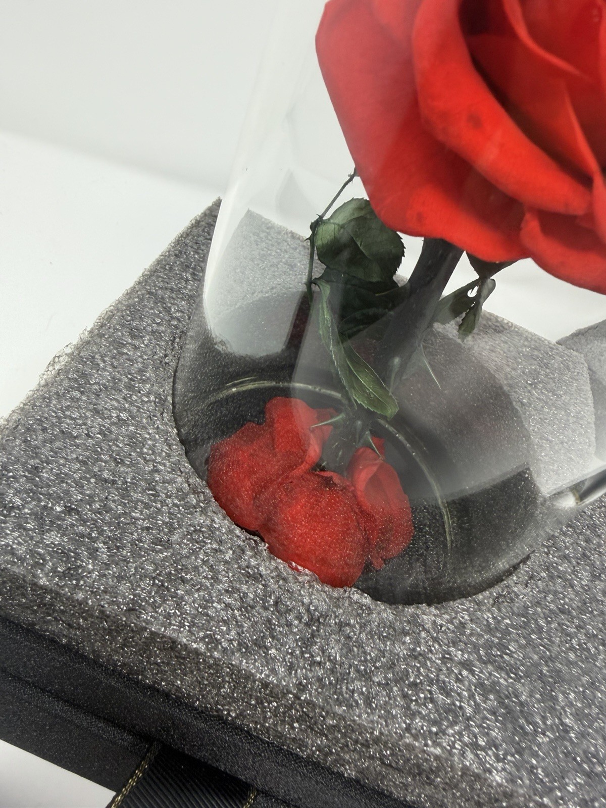 Forever Preserved Rose – Eternal Rose in Glass Dome – Beauty and the Beast Rose