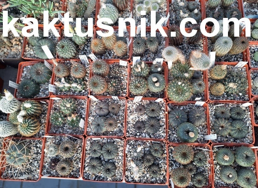 Frailea mix 100seeds harvest 2024