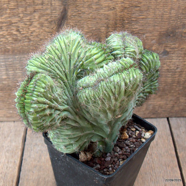 D6544 POLASKIA CHICHIPE CRESTED pot10-H16-W21 cm MaMa Cactus