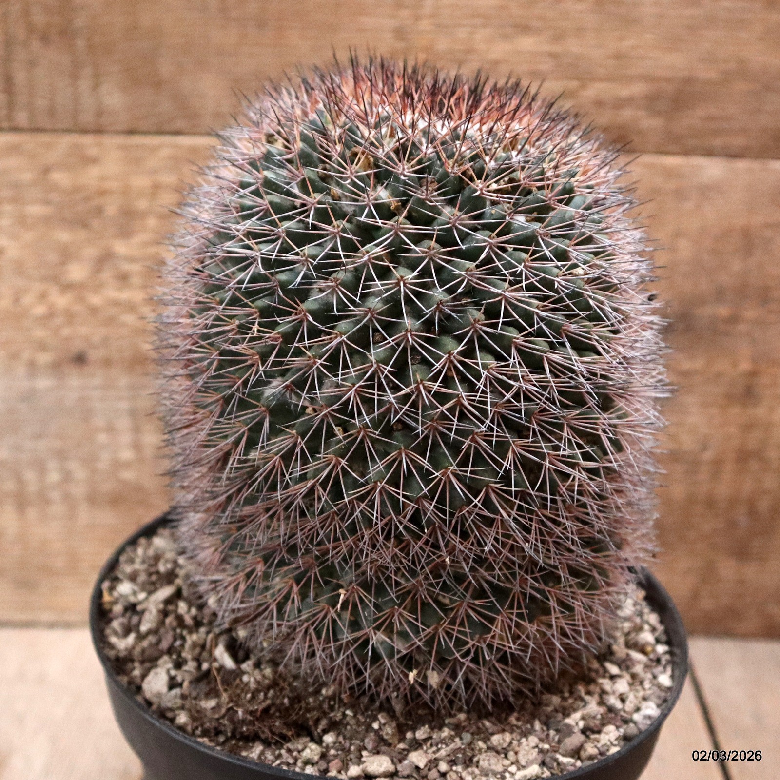 D7922 MAMMILLARIA PACHYCYLINDRICA pot18-H19-W13 cm MaMa Cactus