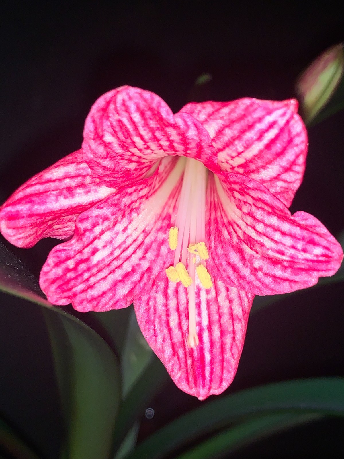 Hippeastrum incachacanum – VERY rare bulb 2.5 cm