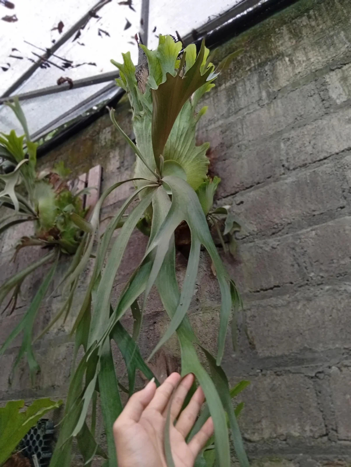 Real Picture Platycerium Willincki Big Size Rare Plant
