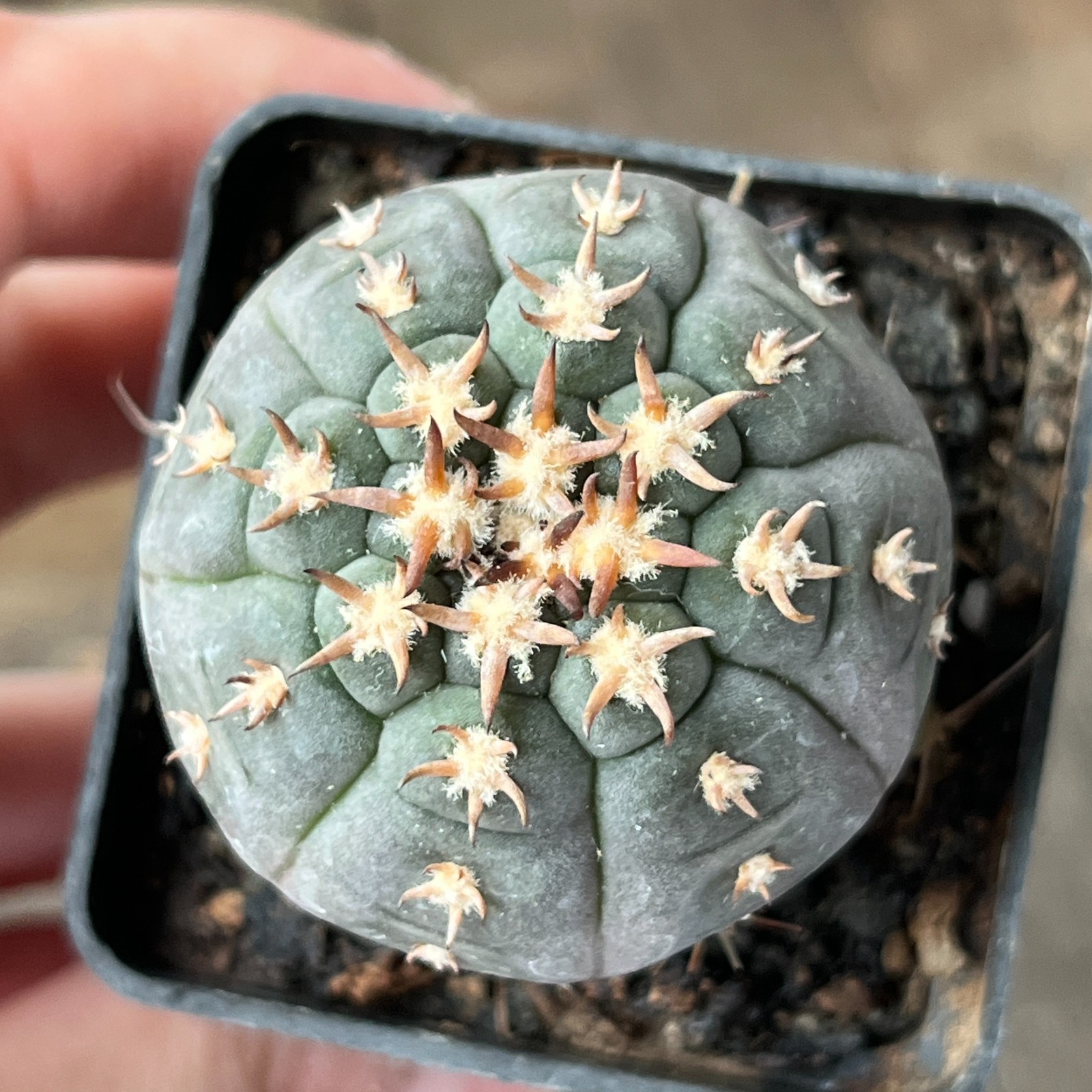 A36-1138 Gymnocalycium unguispinum SL44b, grafted