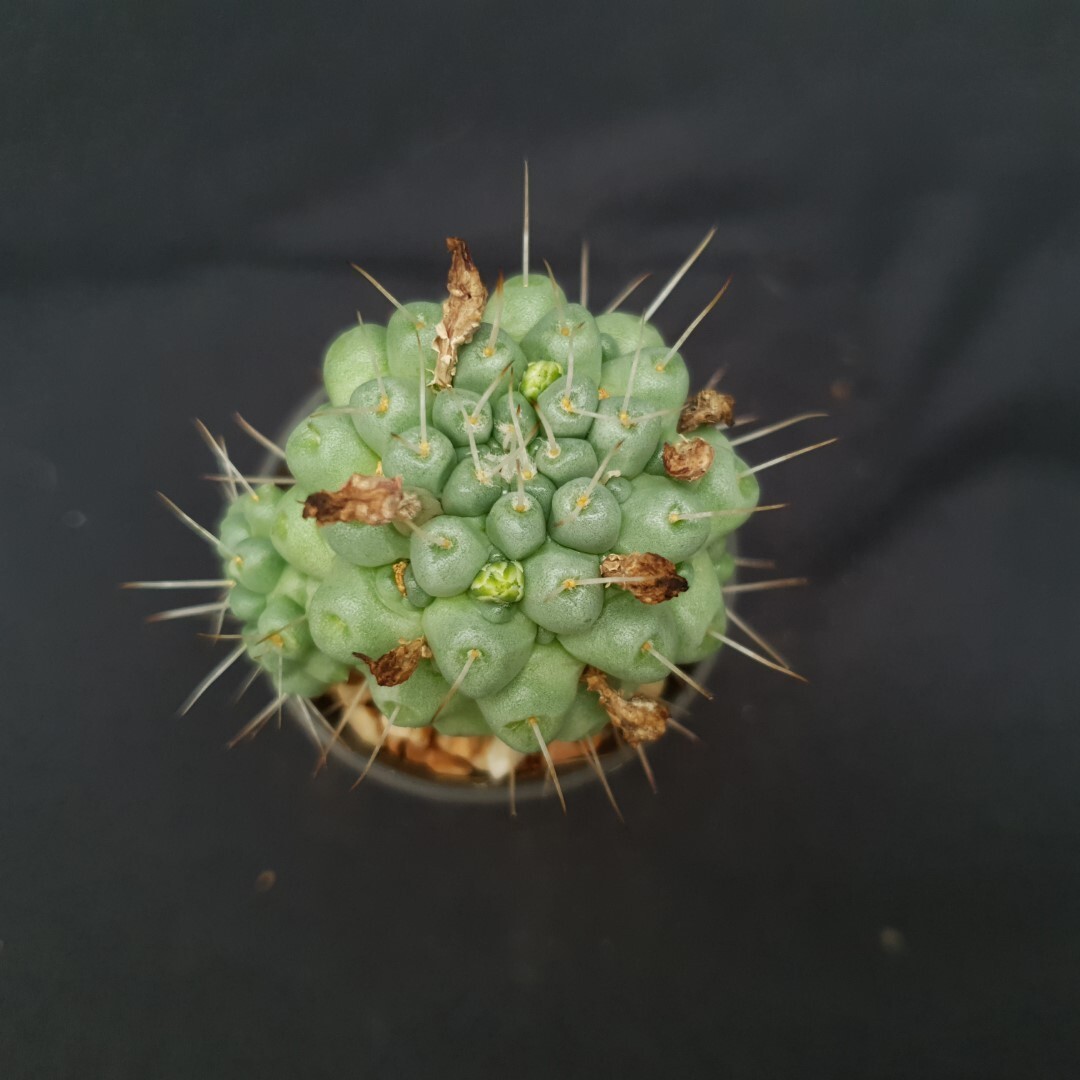 H20: Mammillaria schumannii