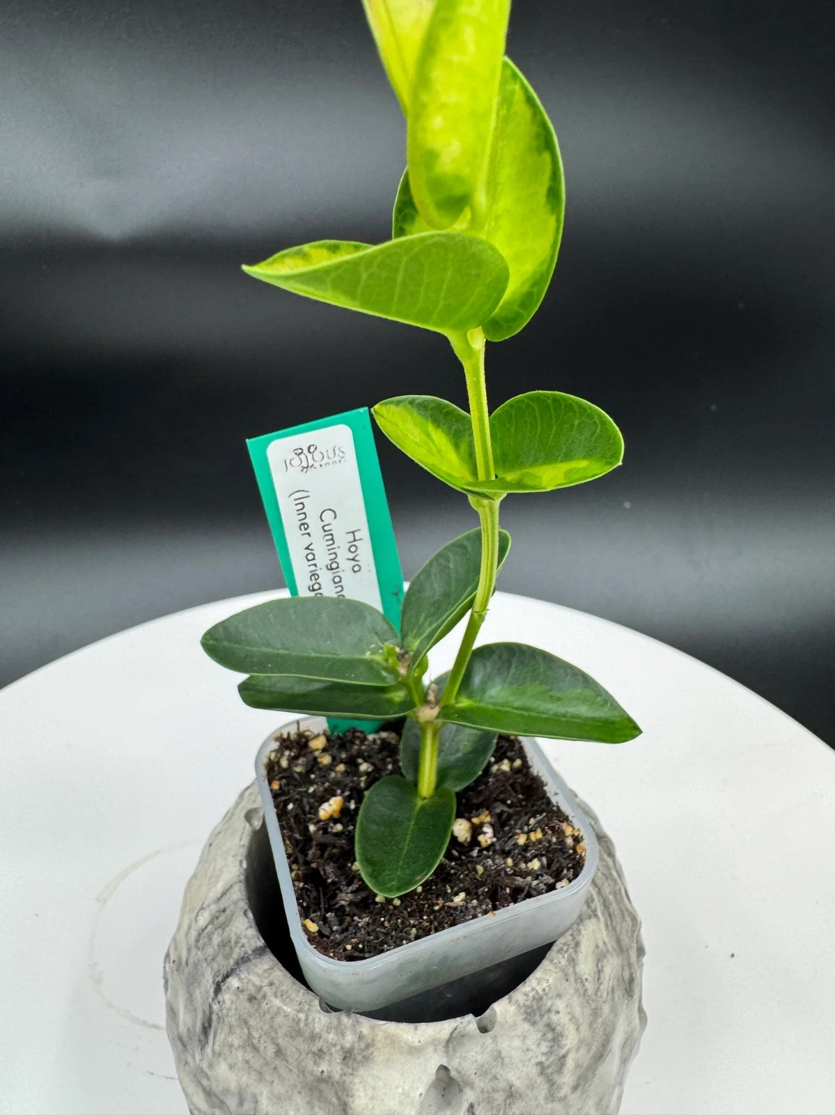 Real Pict Hoya Cumingiana Inner Variegated Rare Plant