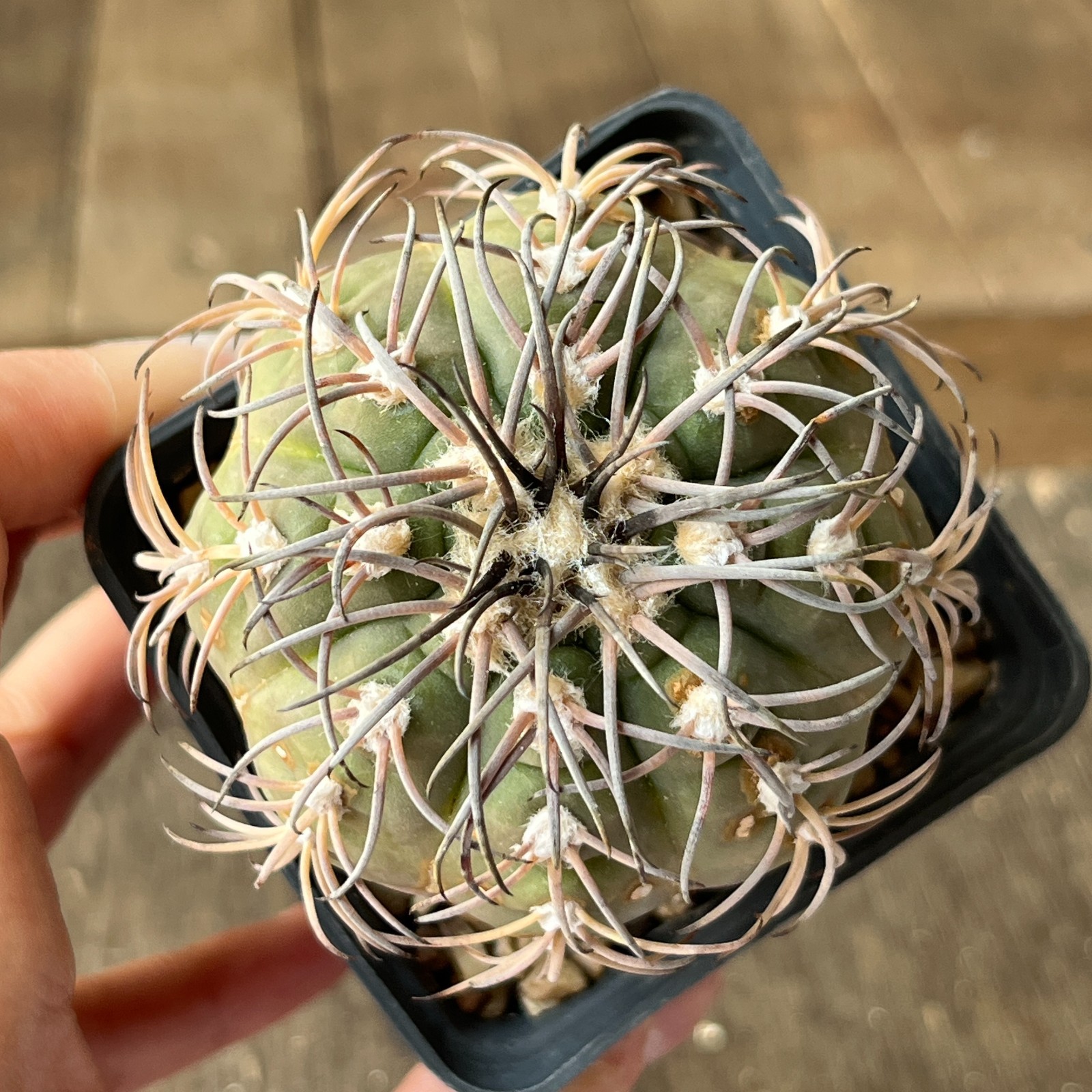 A40-2007 Gymnocalycium spegazzinii ssp. mayor, KP247, Camina San Carlos, grafted