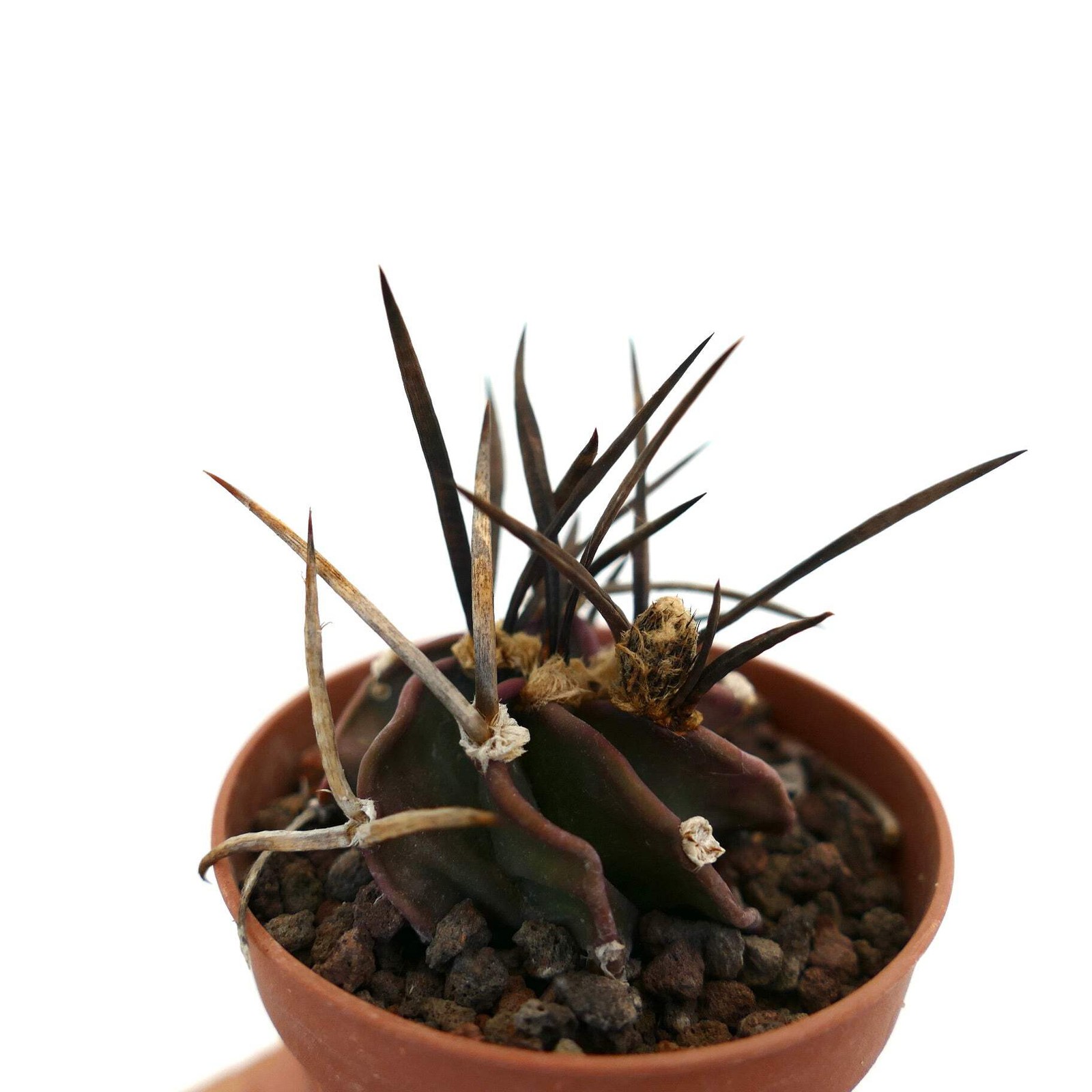 Astrophytum capricorne cv SUPER BUFFALO – Goat’s horn cactus | Star cactus