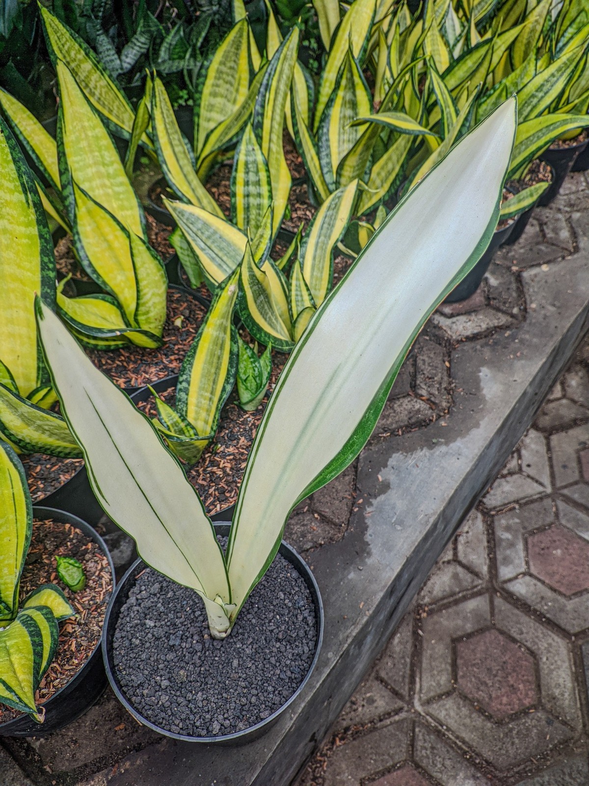 Sansevieria Beauty Queen Rare Tropical Snake Plants
