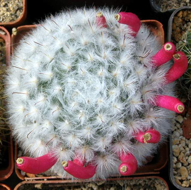 Mammillaria bocasana v multilanata,seeds 20 pcs