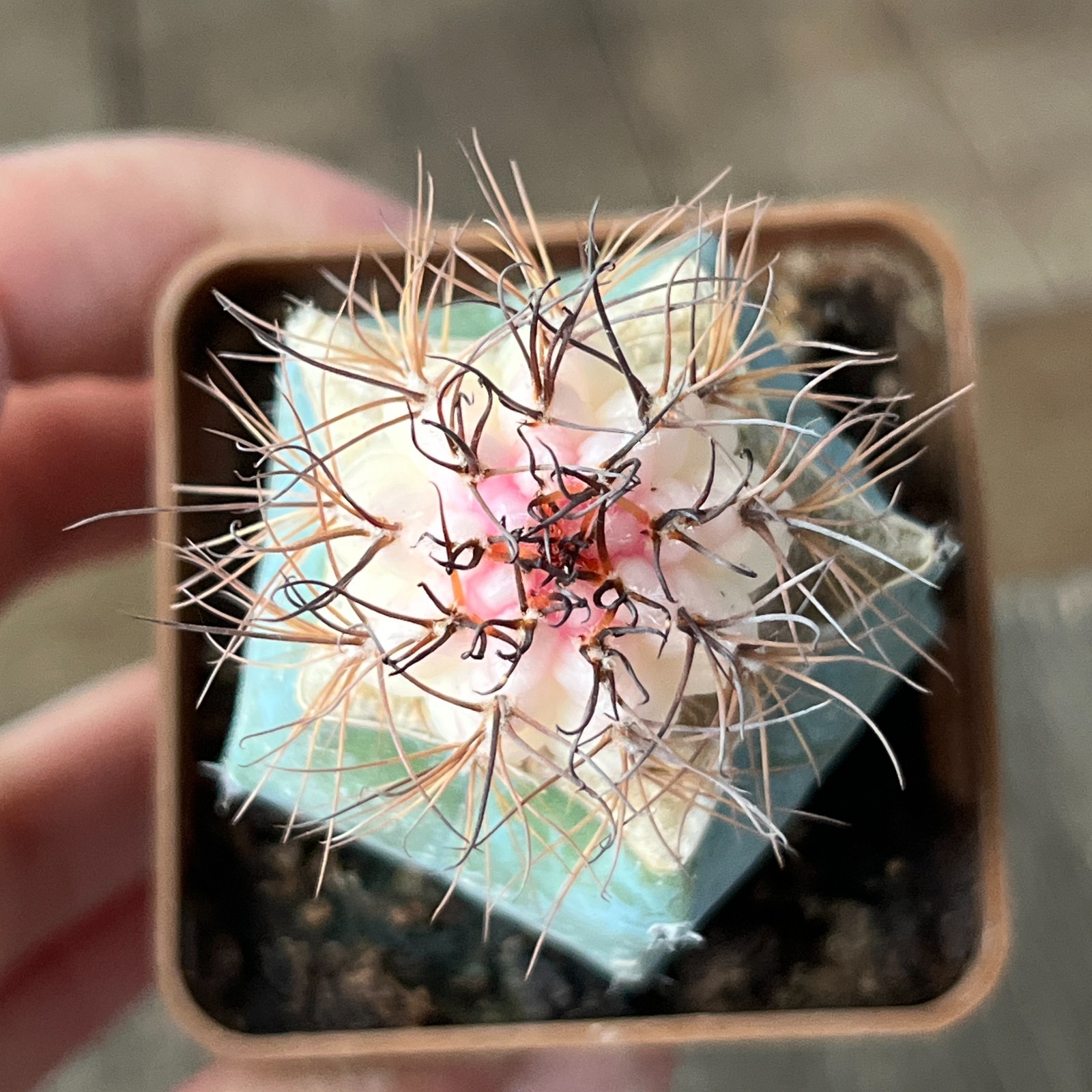 A30-252 Lobivia Haematantha f. variegata, grafted