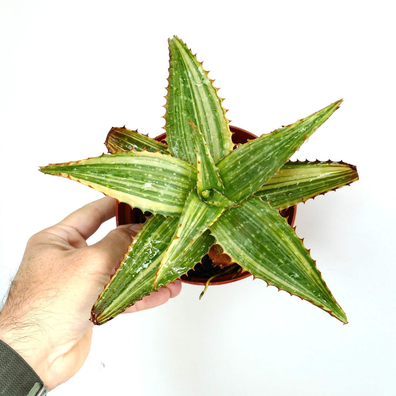 Aloe saponaria STRIATA VARIEGATED AB78 – NO haworthia gasteria agave