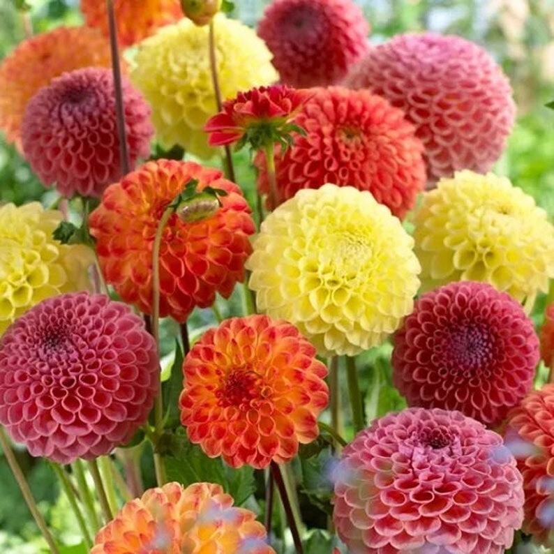 30 Pcs Cute Pompon Dahlia Flower Seeds