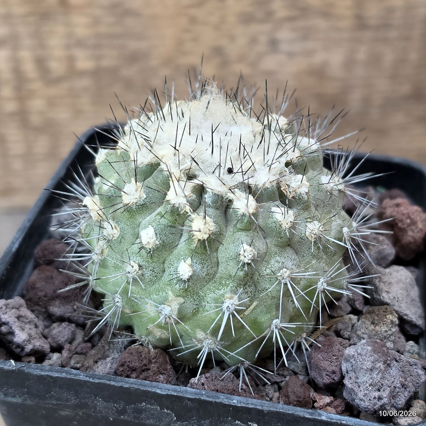 D3510 COPIAPOA HUMILIS V. LONGISPINA pot10-H6,5-W9 cm MaMa Cactus