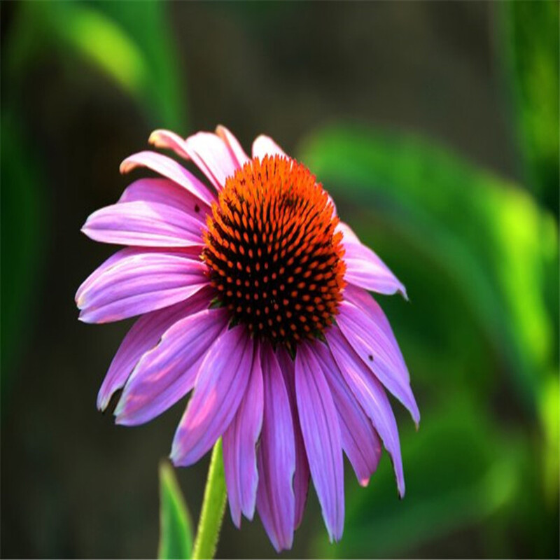 200Pcs Lovely Timeless Heirloom Organic Purple Echinacea Coneflower Seeds