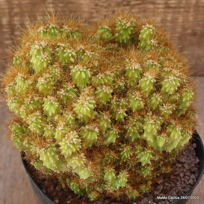 A5139 CEREUS PERUVIANUS MONSTER pot14-H15-W17 cm MaMa Cactus