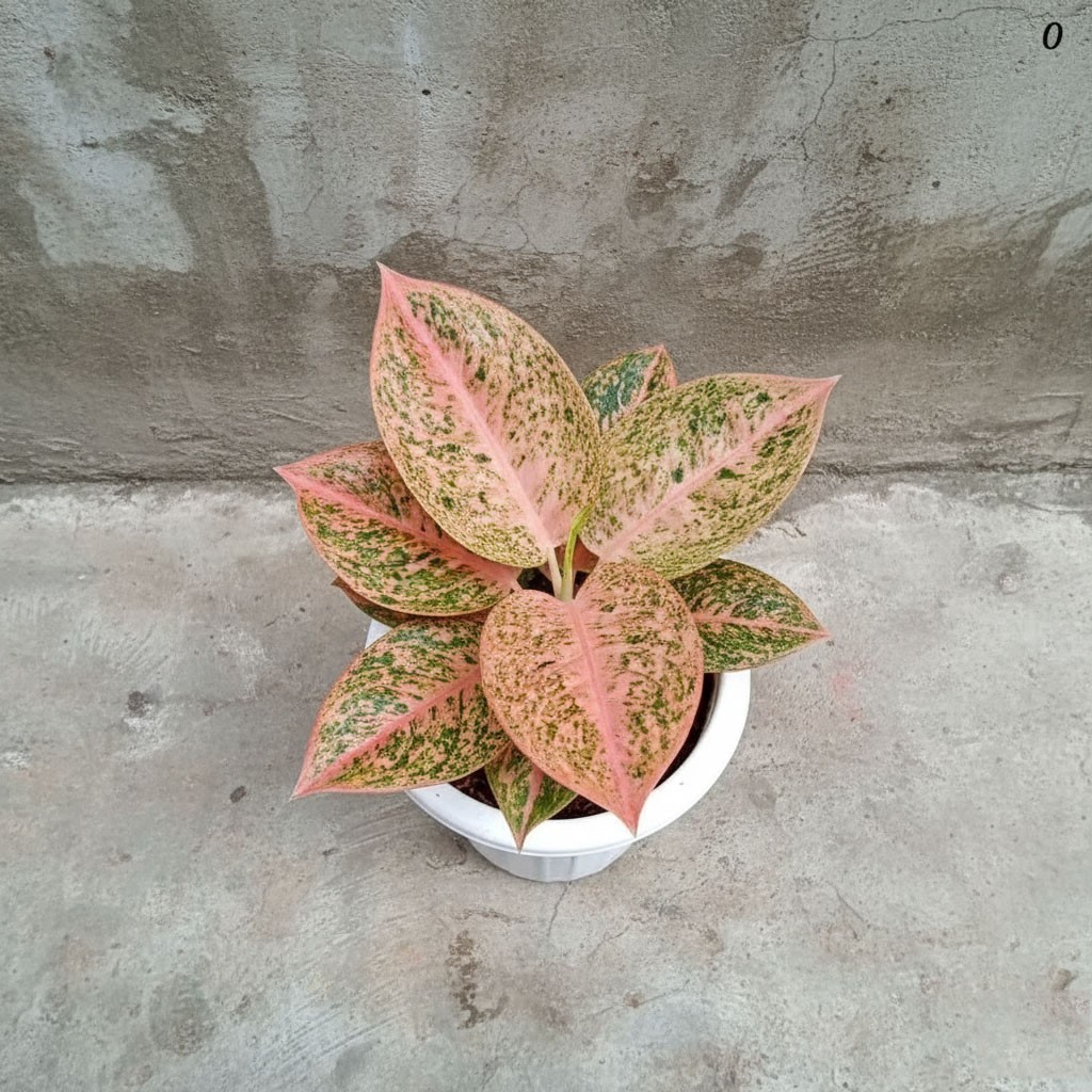 Aglaonema Stardust Orange – Rare Colorful Aroid Foliage