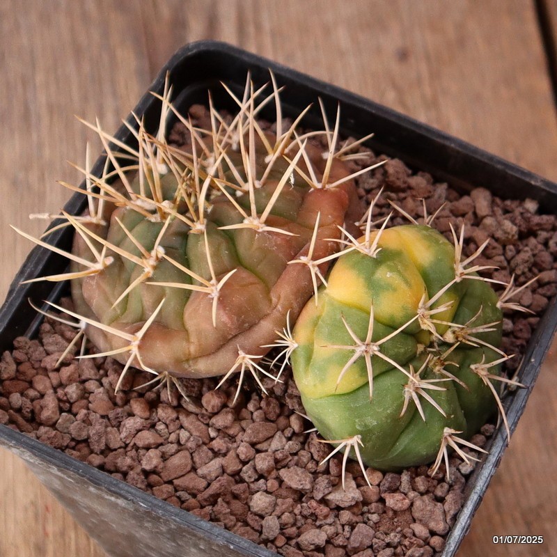 D5002 GYMNOCALYCIUM EURYPLEURUM VARIEGATED pot10-H5-W11 cm MaMa Cactus