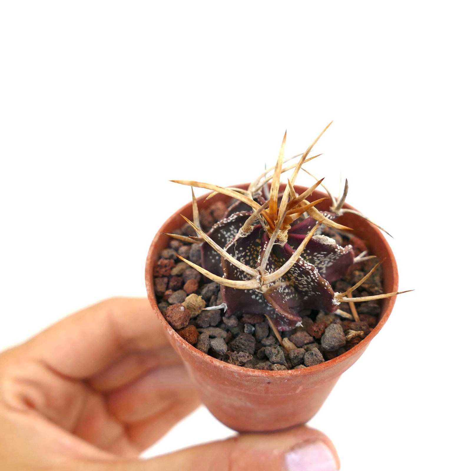 Astrophytum capricorne cv GOLDEN BUFFALO – Goat’s horn cactus | Star cactus