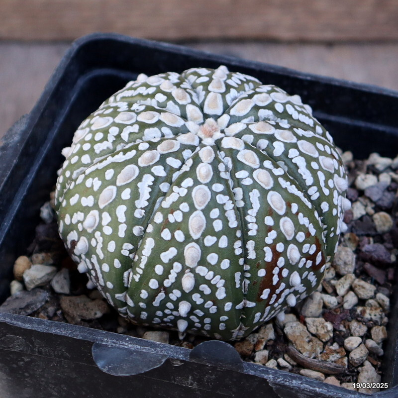 A4681 ASTROPHYTUM SUPERKABUTO pot10-H6-W8 cm MaMa Cactus