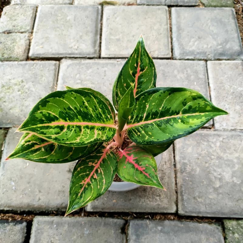 Real Pict Aglaonema Green Javana Rare Plant