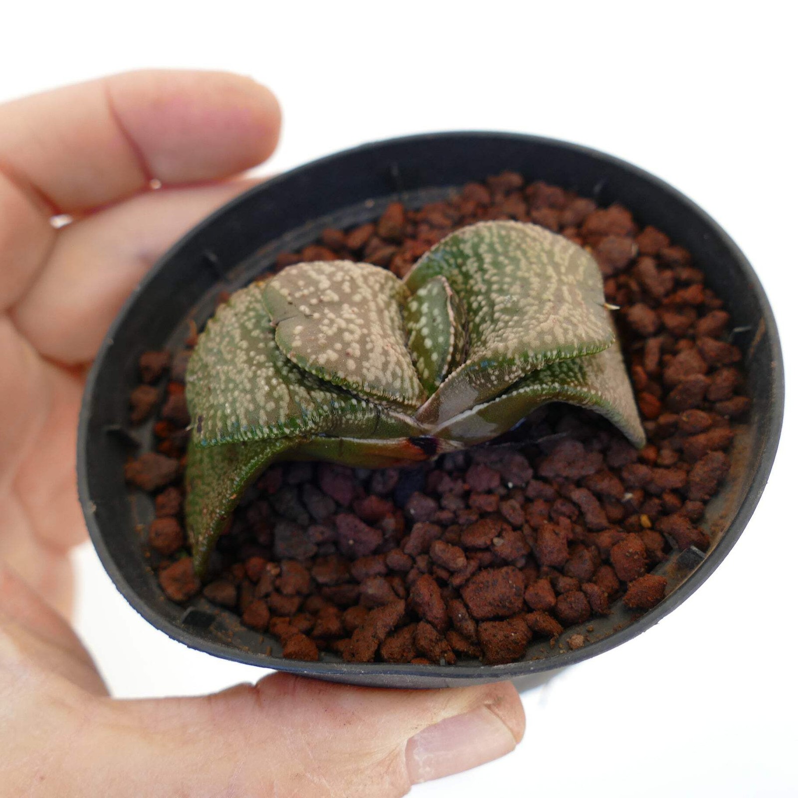 Gasteria armstrongi cv. ‘Diamond KIng’ – Armstrong’s gasteria | Armstrong gaster