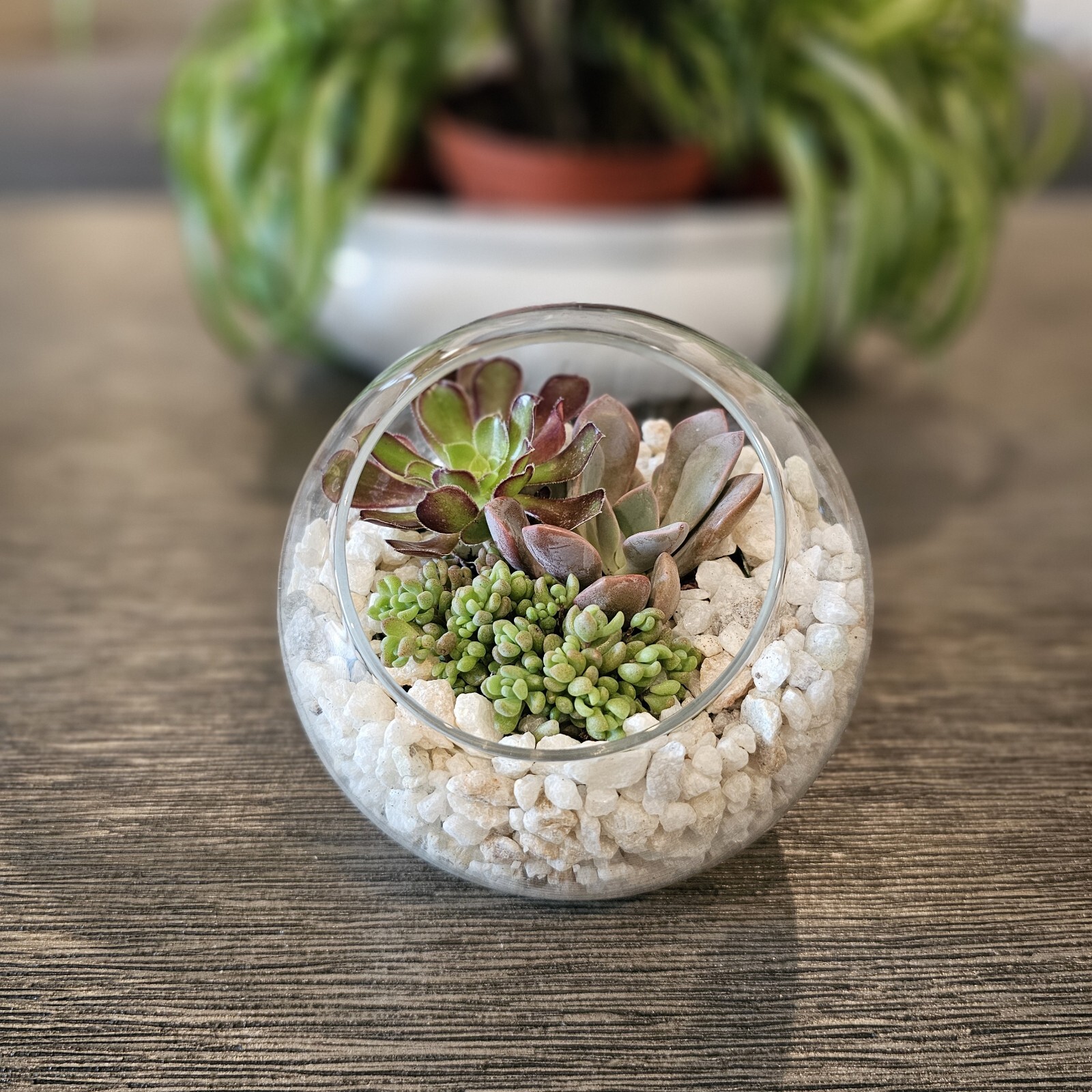 DIY Succulent Arrangement in Glass Bowl with Decorative Pebbles | Perfect Indoor