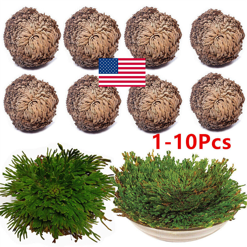 Rose of Jericho, 1-10 Packs- Resurrection Flower – Ferns – Live Plant Bulb Rose