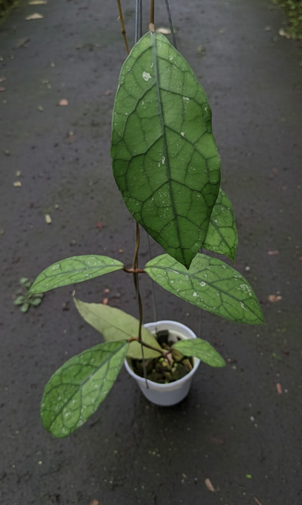Clemensiorum Tabalong Exotic Foliage Rare Unique