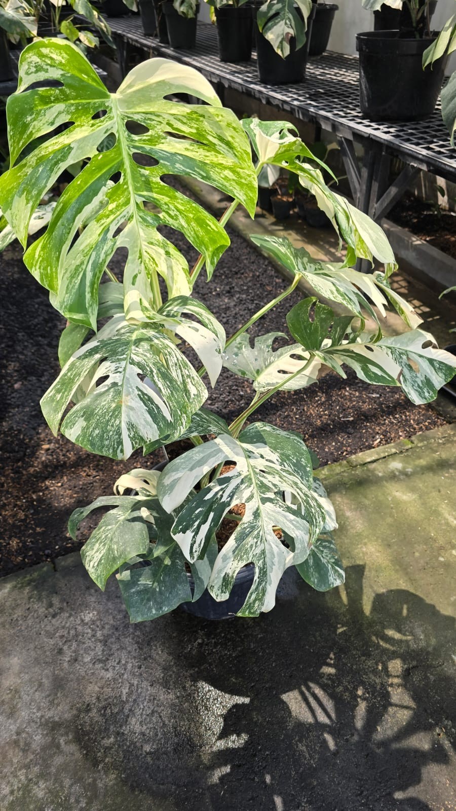 Real Picture Monstera White Tiger Variegated Lush Leaves Big Size