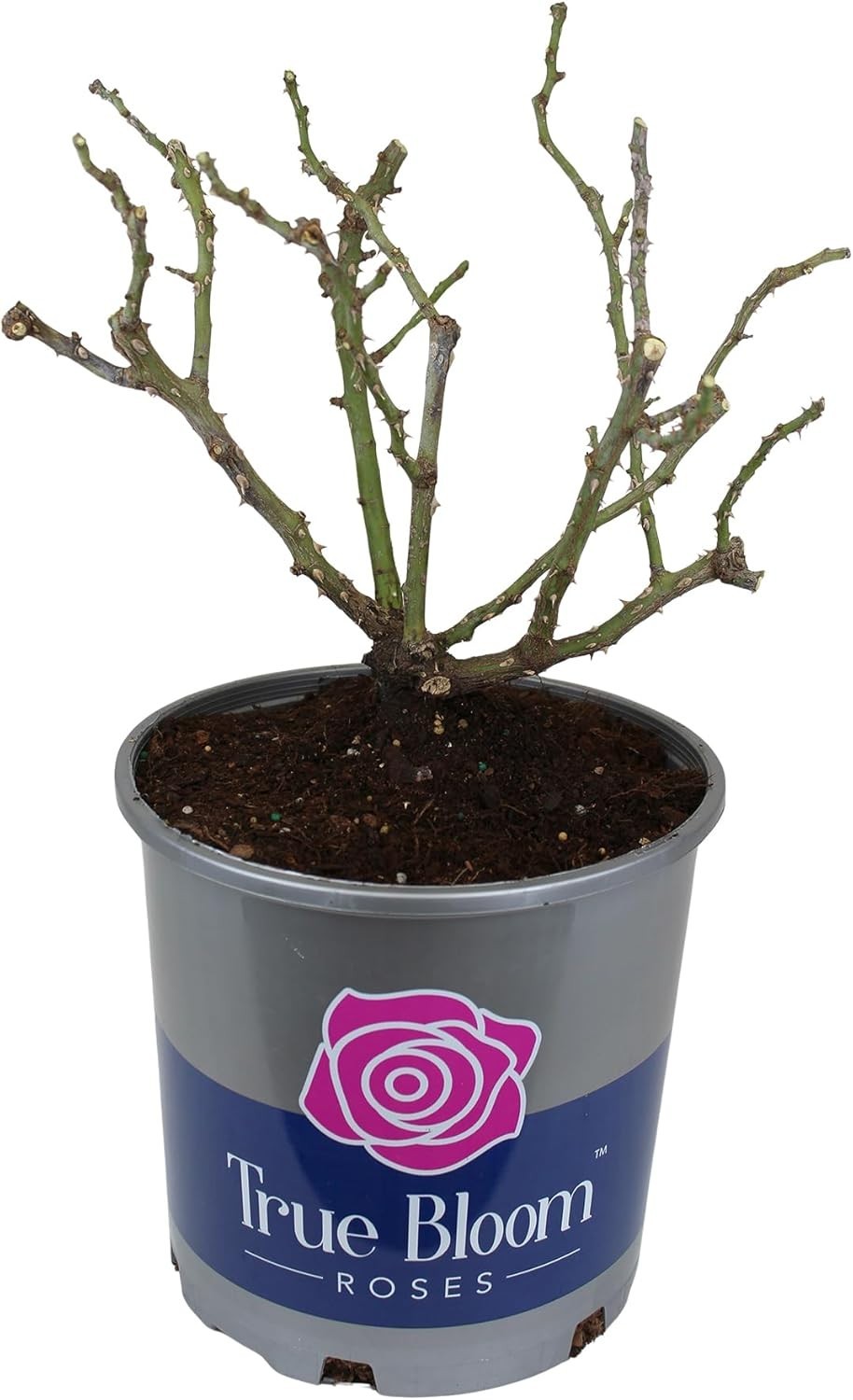 Live Red Rose Bush – Ideal Gift for Plant Lovers & Enthusiasts