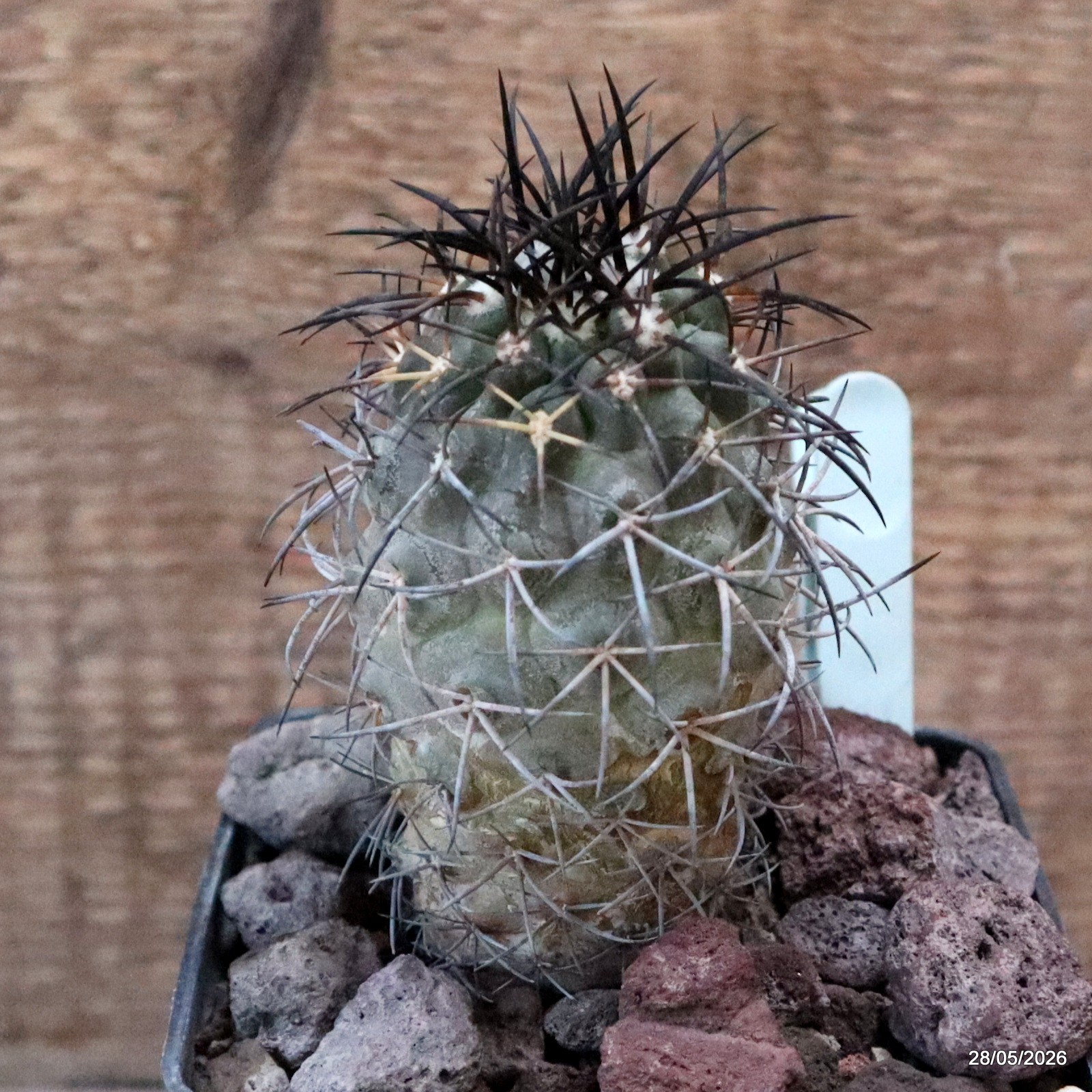 D3194 COPIAPOA SCHULZIANA pot10-H11-W5,5 cm MaMa Cactus