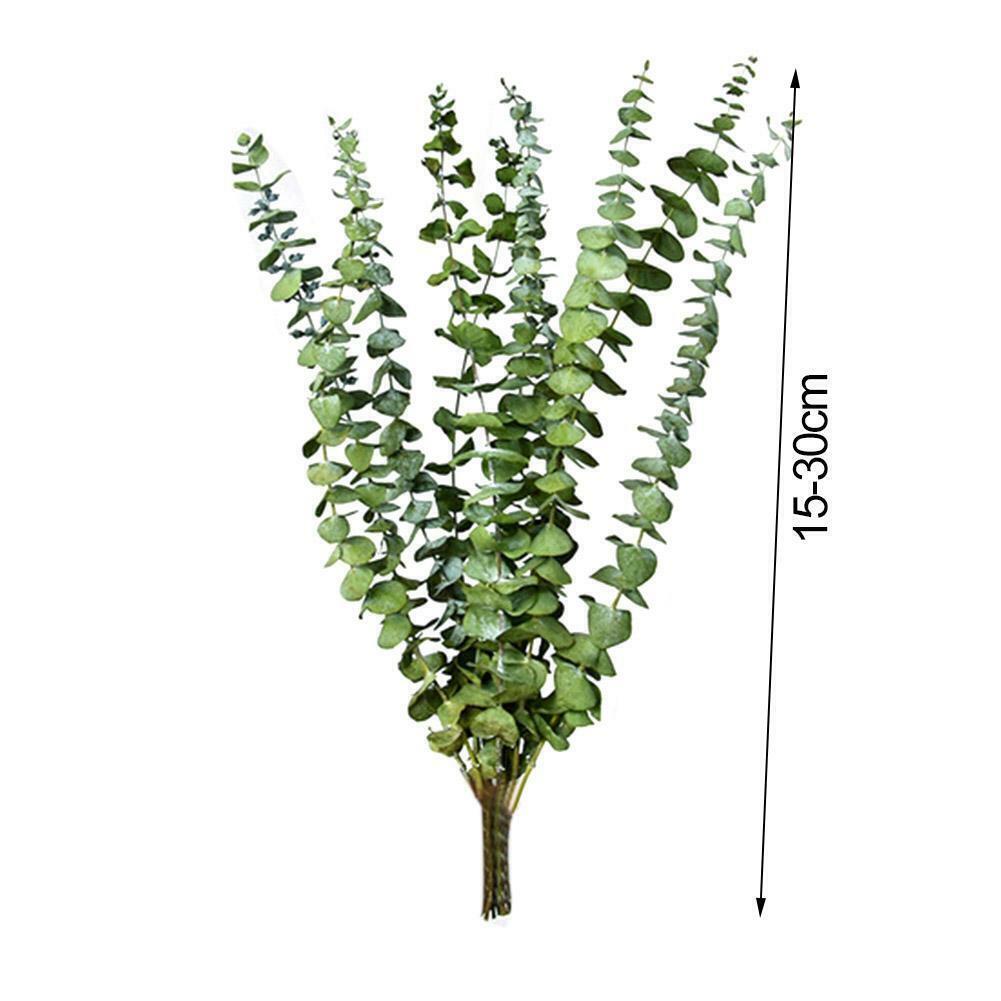 10pcs Natural Dried Flower Eucalyptus Branches Leaves Home Decors Bouquet