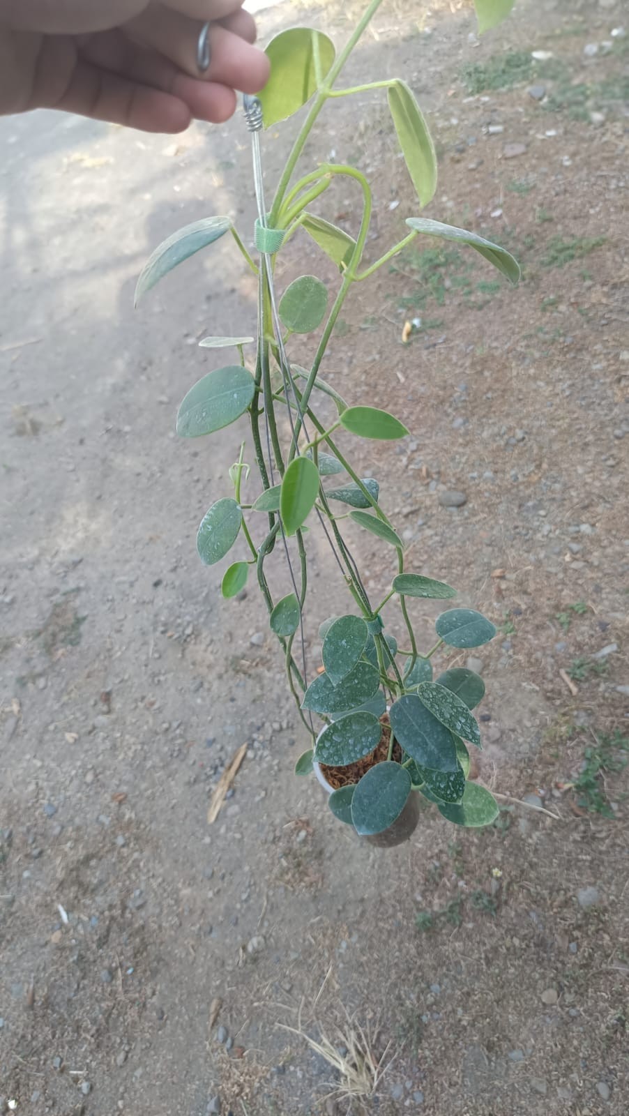 Real Picture Hoya Aff Lauterbachii Sp Papua Mature Size