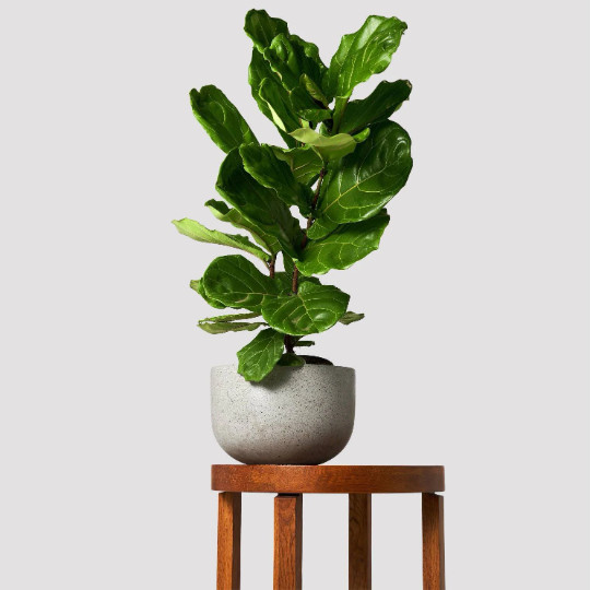 FICUS LYRATA Large Leaf Fig 6″ Pot| LIVE Indoor & Outdoor Tropical House Plant
