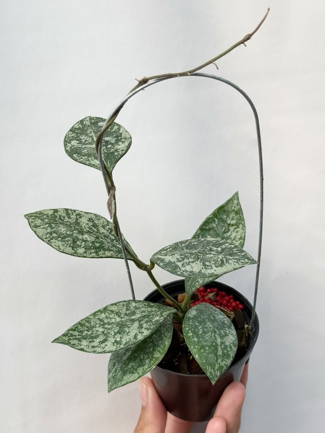 Real Pict Hoya Rundumensis Splash Rare Plant