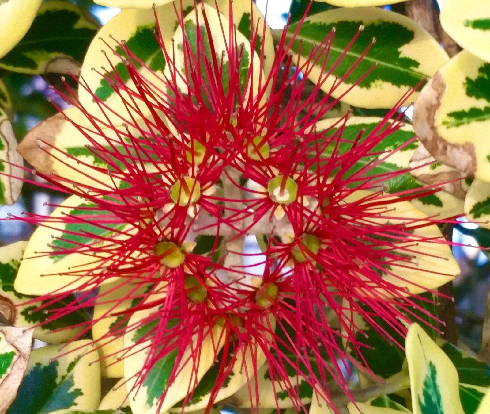 Metrosideros excelsa VARIEGATED – New Zealand Christmas tree | Pohutukawa