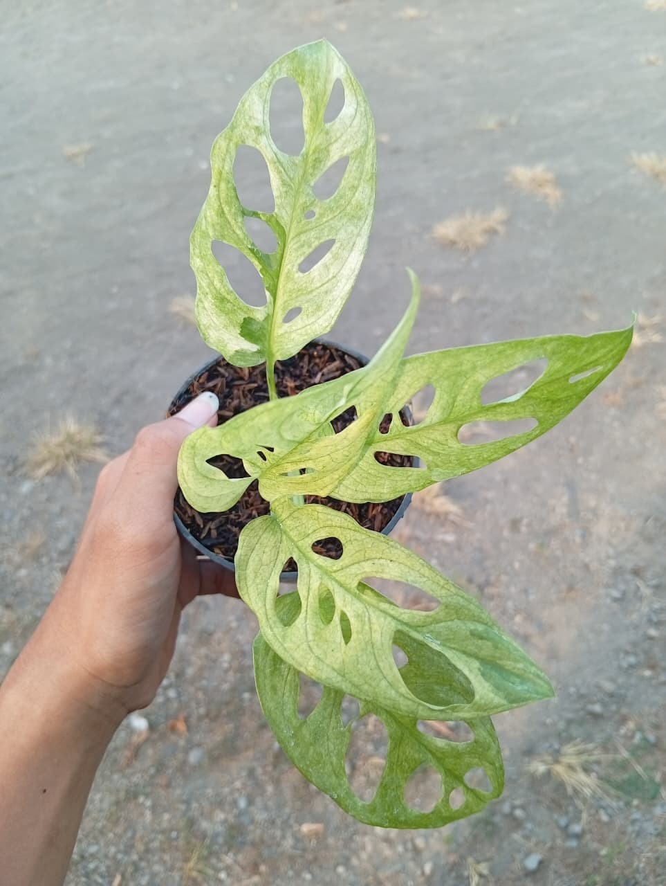 Real Picture Monstera Acuminata Mint Variegated Rare Plant