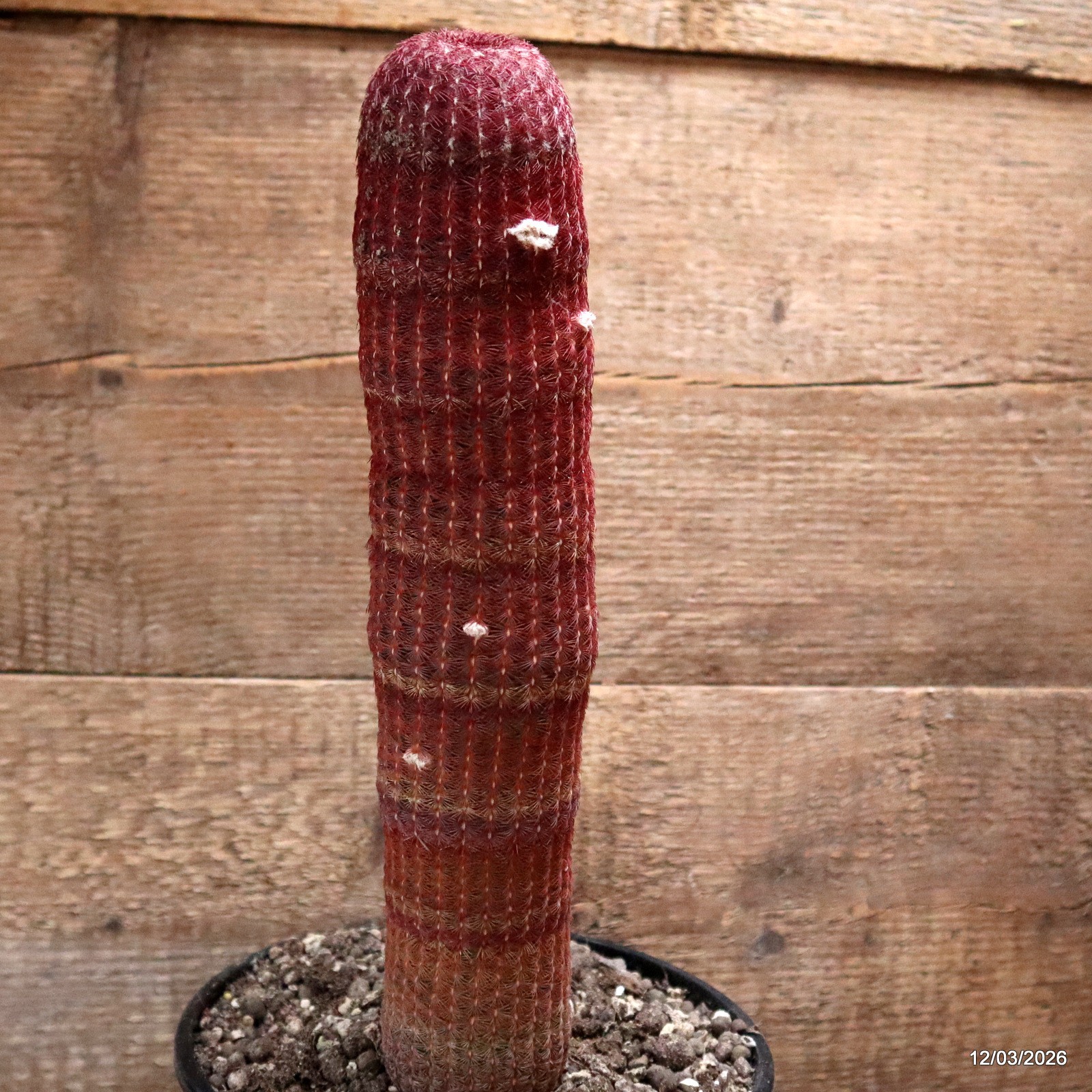 D7972 ECHINOCEREUS RIGIDISSIMUS RUBRISPINUS pot18-H31-W7 cm MaMa Cactus
