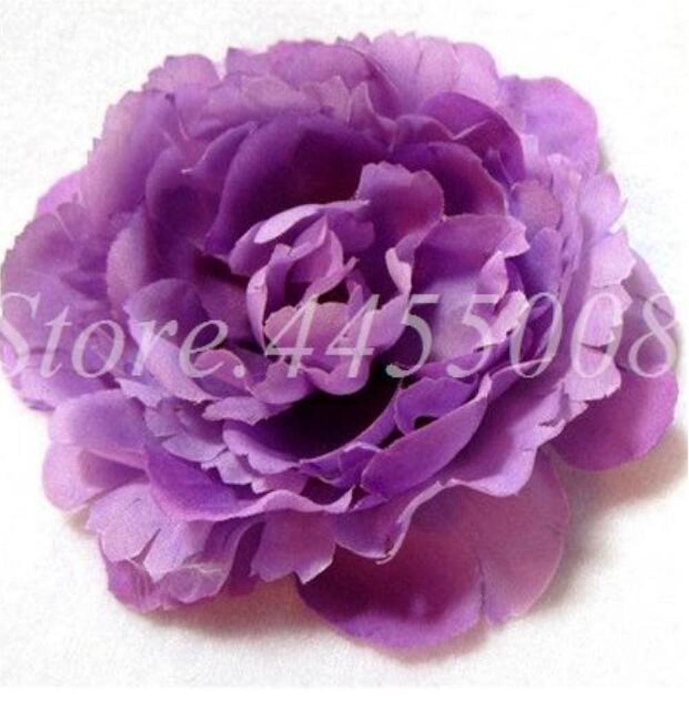 (10) PEONIES SEEDS rare exotic flower bloom home garden USA SELLER W/TRACKING