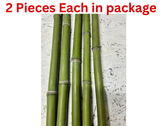 2 PCS 3/4” Diameter Fresh Cut Natural Bamboo For Decor 1ft – 4ft