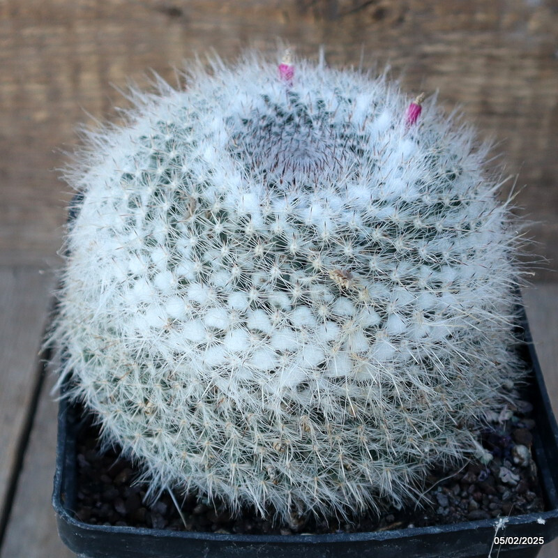 D1051 MAMMILLARIA HANIANA pot14-H11-W13 cm MaMa Cactus