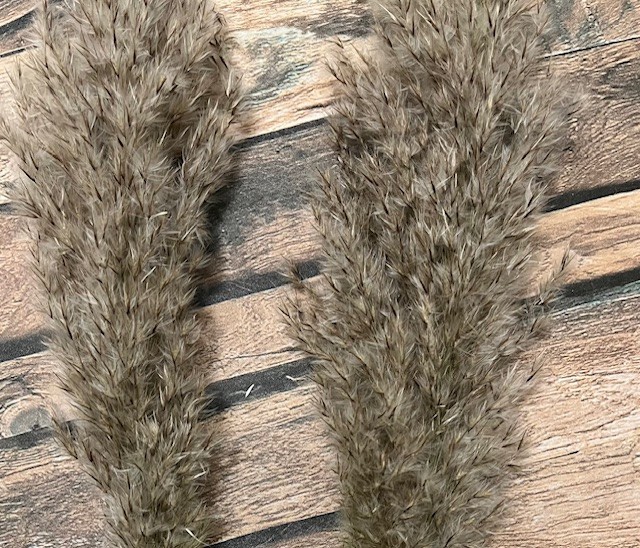 Natural Dried Pampas Grass ~ Boho ~ Home Decor ~ Wedding ~ 70 pcs