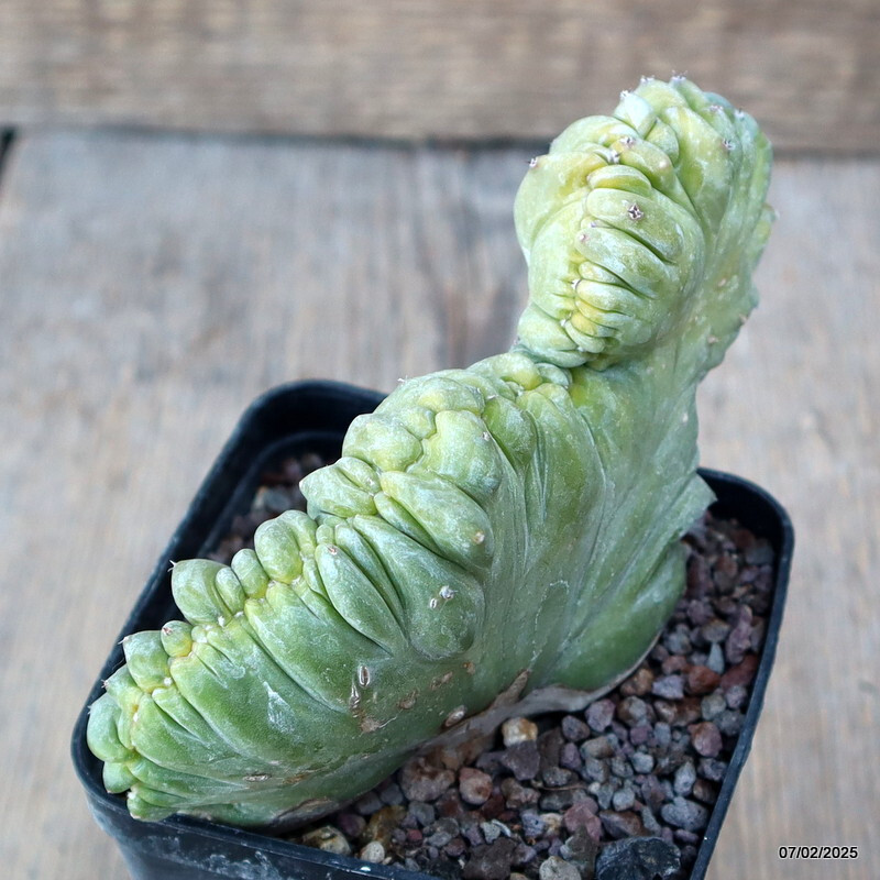 D1496 MYRTILLOCACTUS GEOMETRIZANS CRESTED pot8-H10-W14 cm MaMa Cactus