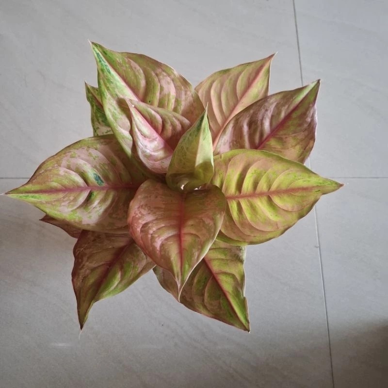 Real Picture Aglaonema Light Of Diamond Beautiful Rare Plant
