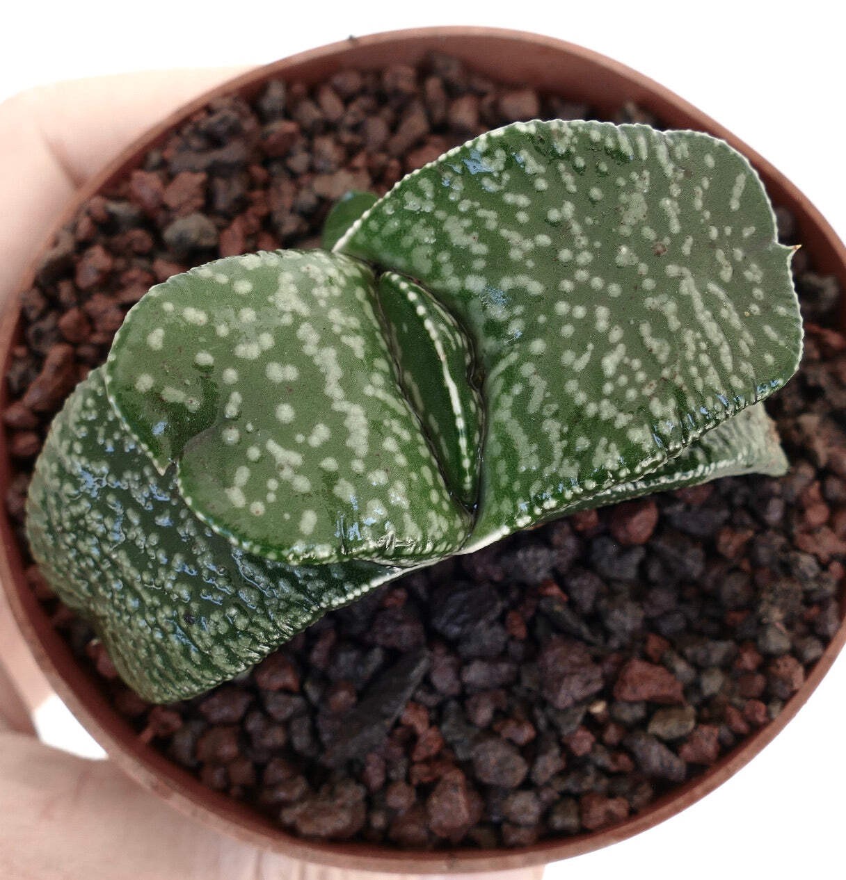 Gasteria armstrongii cv ‘Pearl’ VERY FAT LEAVES – Armstrong’s gasteria | Armstro