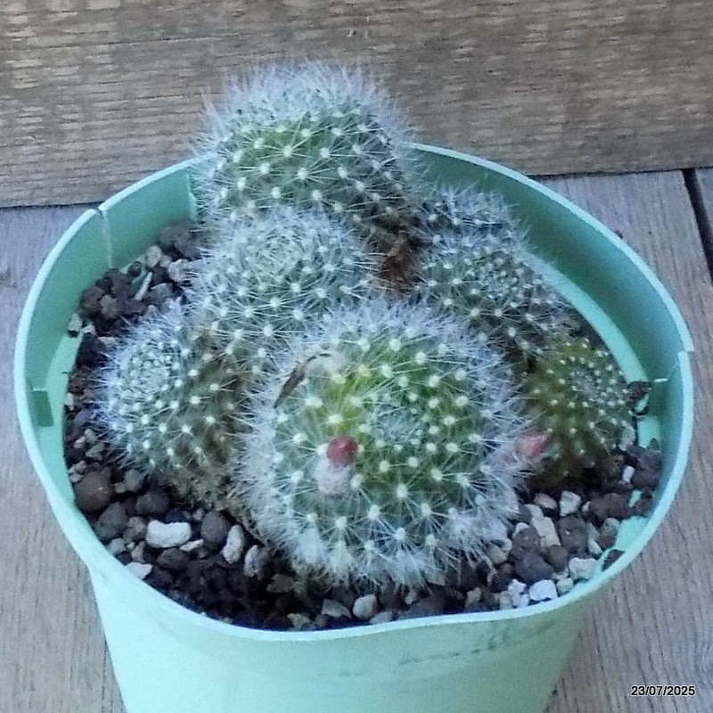 D5425 REBUTIA MINIMA pot14-H8-W13 cm MaMa Cactus