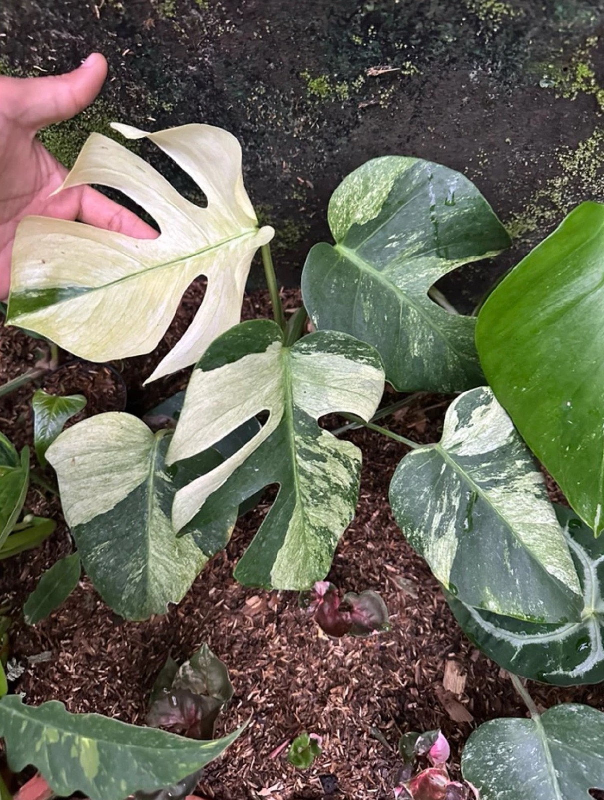 Rare Monstera Jungle Mint Variegated Stunning Mint Green Variegation Collector