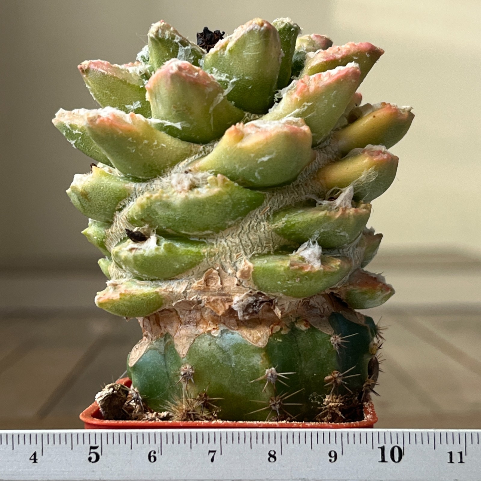 A22-1028 Cactus hybr (Bravo v. hintonii x fiss) f. variegata, grafted